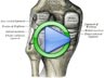Knee ligaments video